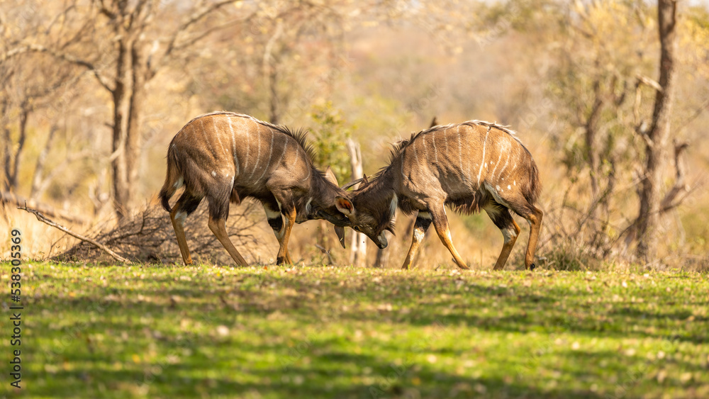 Fototapeta premium two young male lowland nyala ( Tragelaphus angasii) fighting, Sabi Sands Game Reserve, South Africa.