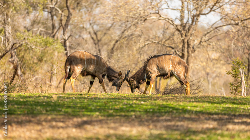 two young male lowland nyala   Tragelaphus angasii  fighting  Sabi Sands Game Reserve  South Africa.