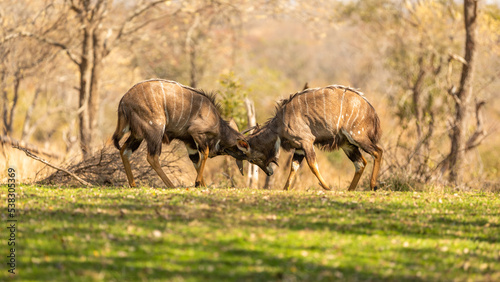 two young male lowland nyala ( Tragelaphus angasii) fighting, Sabi Sands Game Reserve, South Africa.
