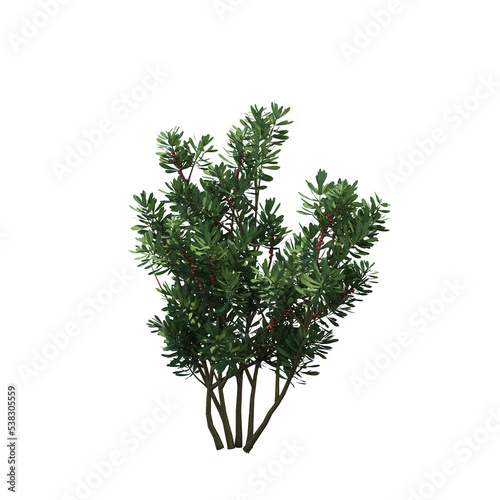 bush isolate on a transparent background  3D illustration  cg render