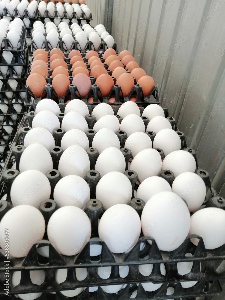 eggs in a carton eggs in a carton