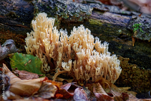 Fotografie Mushroom ramaria close-up in the forest