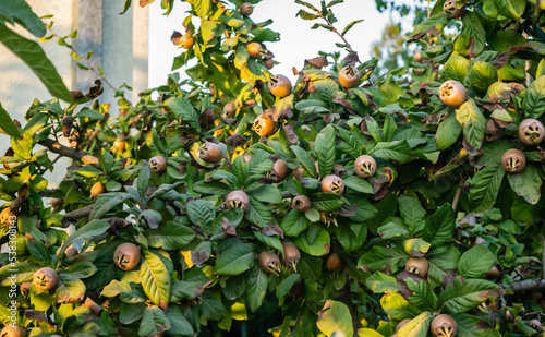 Medlar fruits on a branch. Ripe medlar fruits in the crown of the tree on the branches.