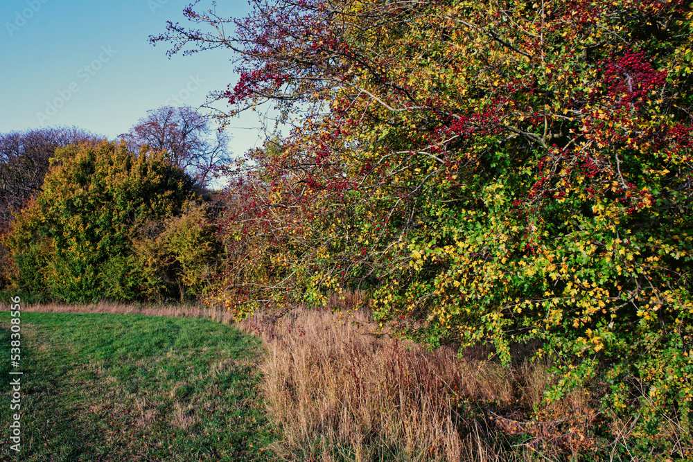 Autumn Hedgerows with  Berries