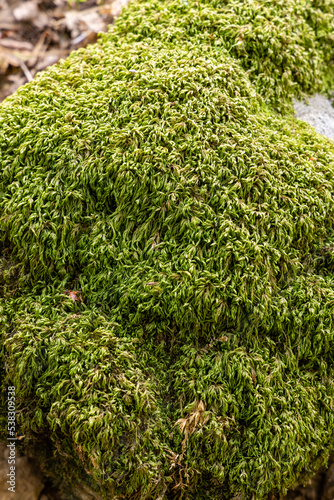 moss growing on rocks and tree trunks in the Castanar El Tiemblo, Avila (Spain)