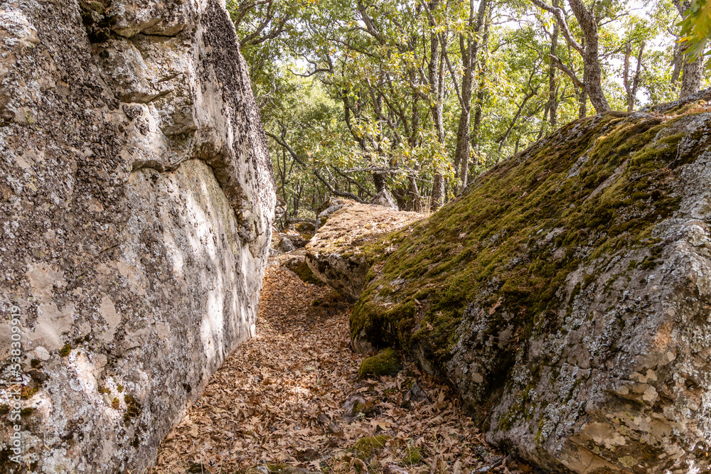 Obraz premium moss growing on rocks and tree trunks in the Castanar El Tiemblo, Avila (Spain)