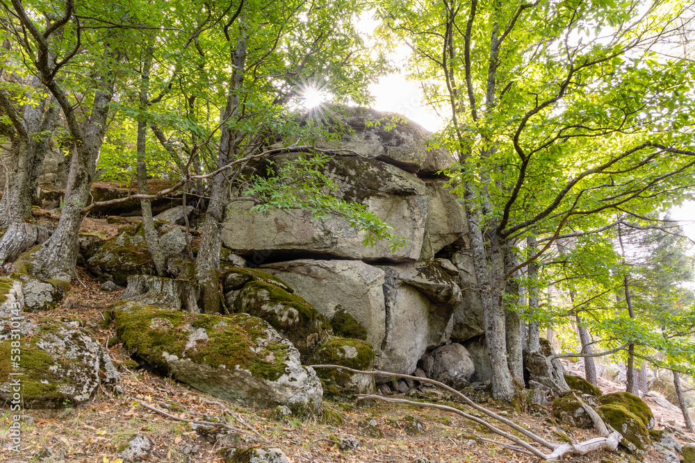 moss growing on rocks and tree trunks in the Castanar El Tiemblo, Avila (Spain) moss growing on rocks and tree trunks in the Castanar El Tiemblo, Avila (Spain)
