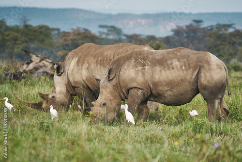 Two rhinos with white birds.