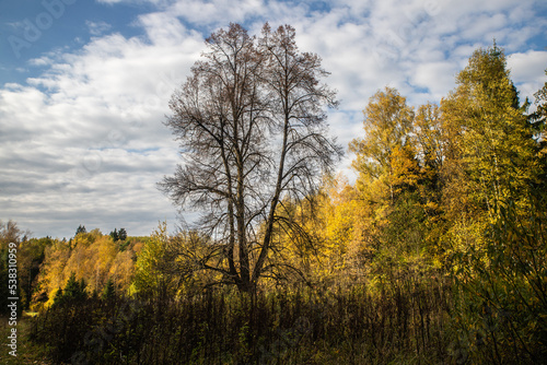 autumn landscape with trees and sky © maxim
