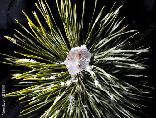 White snowflakes on pine needles on a black background.