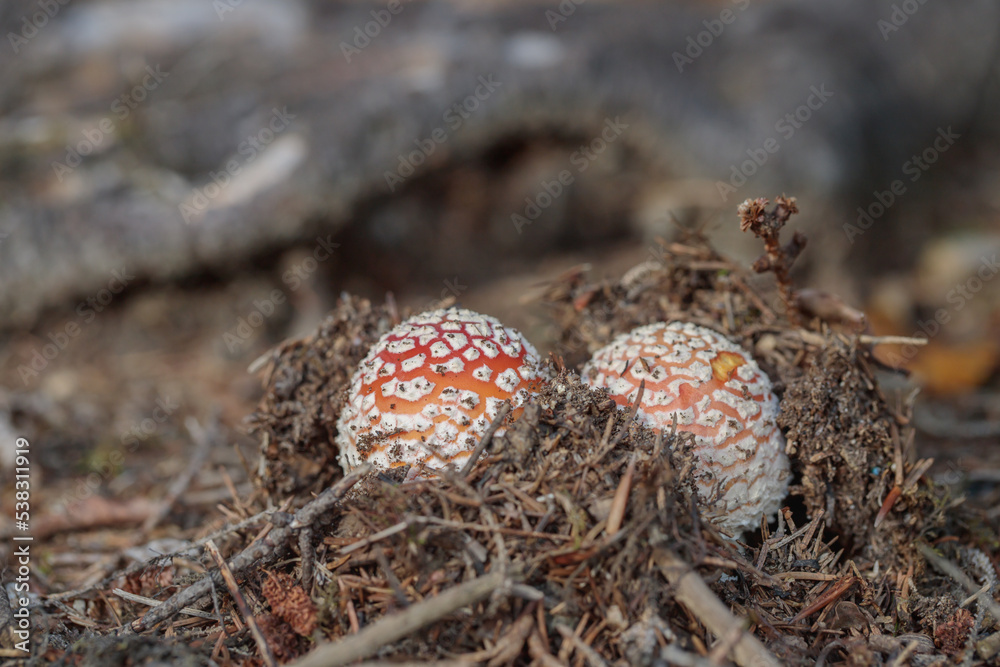 Two fly agarics (Amanita muscaria) are hatching. Two fly agarics (Amanita muscaria) are hatching.