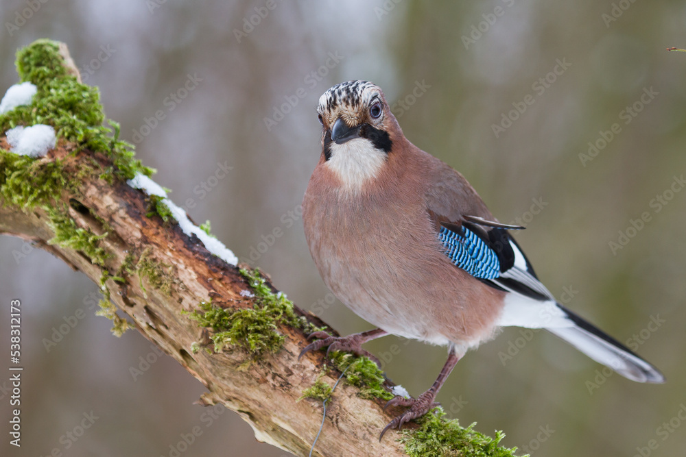Eichelhäher (Garrulus glandarius)
