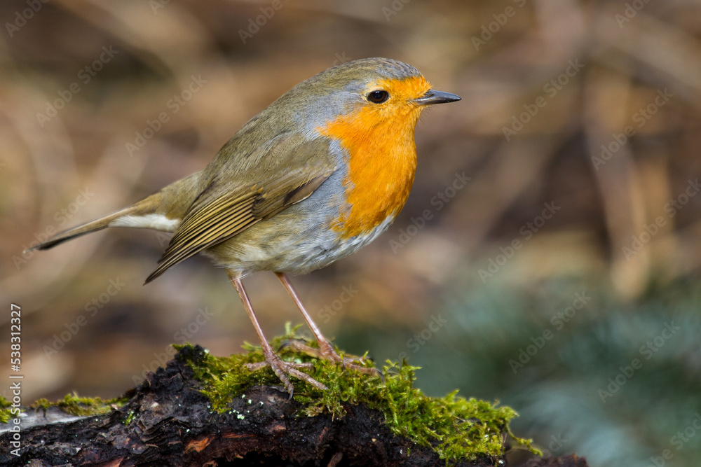 Rotkehlchen (Erithacus rubecula) Rotkehlchen (Erithacus rubecula)
