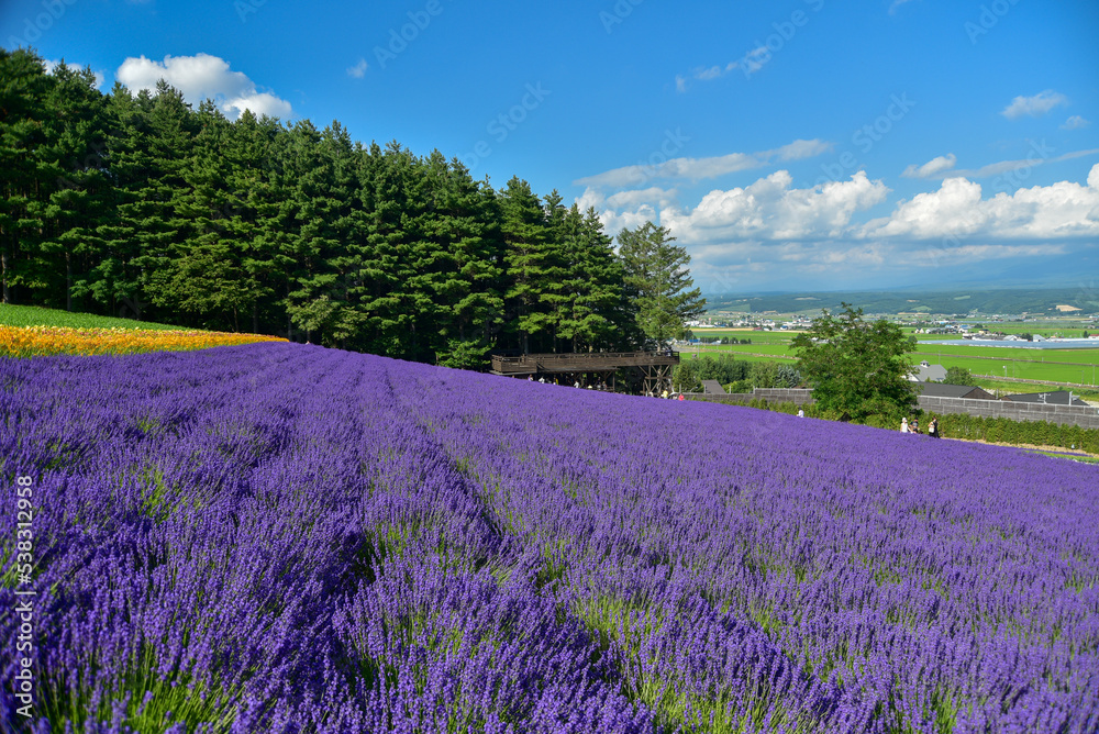 Naklejka premium 日本で咲いている美しいラベンダーの絶景