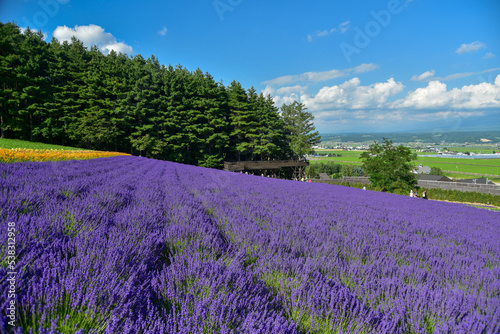 日本で咲いている美しいラベンダーの絶景