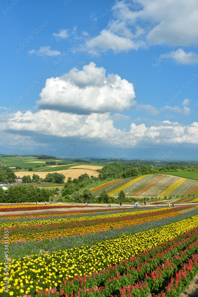 丘に咲いている綺麗な花畑の風景