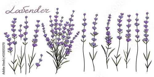 Set Hand Drawn Sketch Lavender plant. Vintage collection of lavender flowers