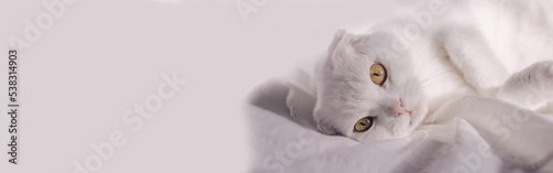 Konstfotografi White lop-eared cat with big eyes lies on a white bed