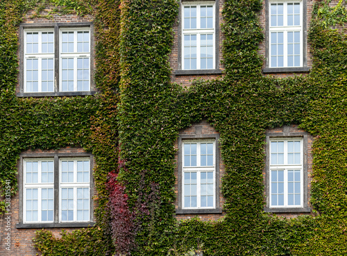 Windows of Wawel Castle in Krakow, Poland. Green and ivy growing on the facade of a brick building in the Wawel castle