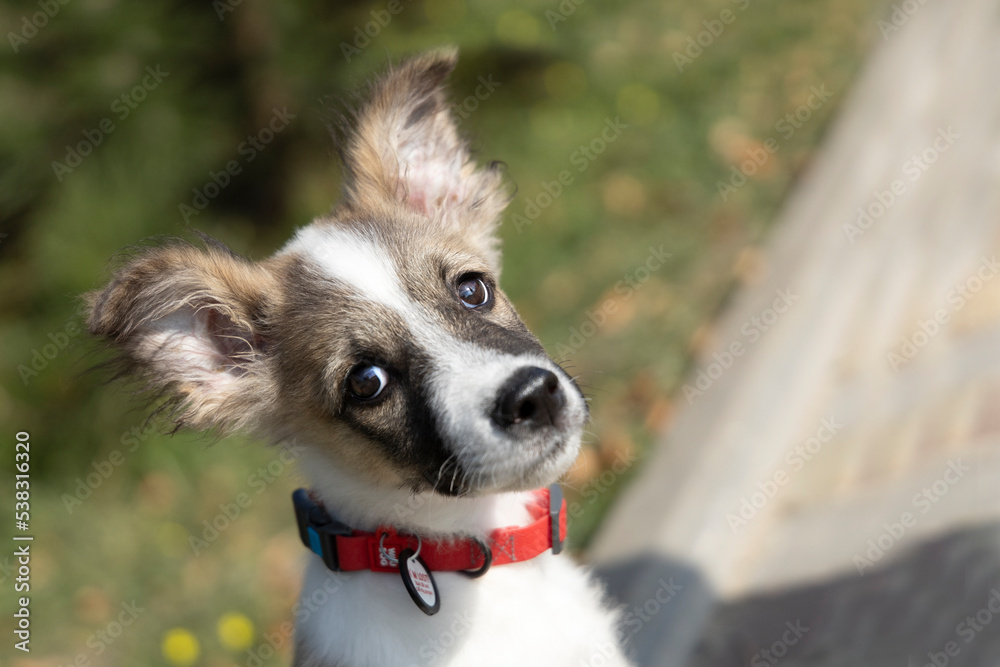 Portrait of a little puppy looking at the camera. Portrait of a little puppy looking at the camera.