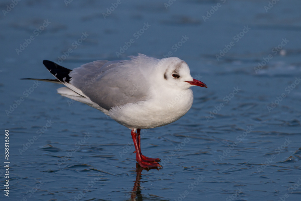 Fototapeta premium Lachmöwe (Larus ridibundus)
