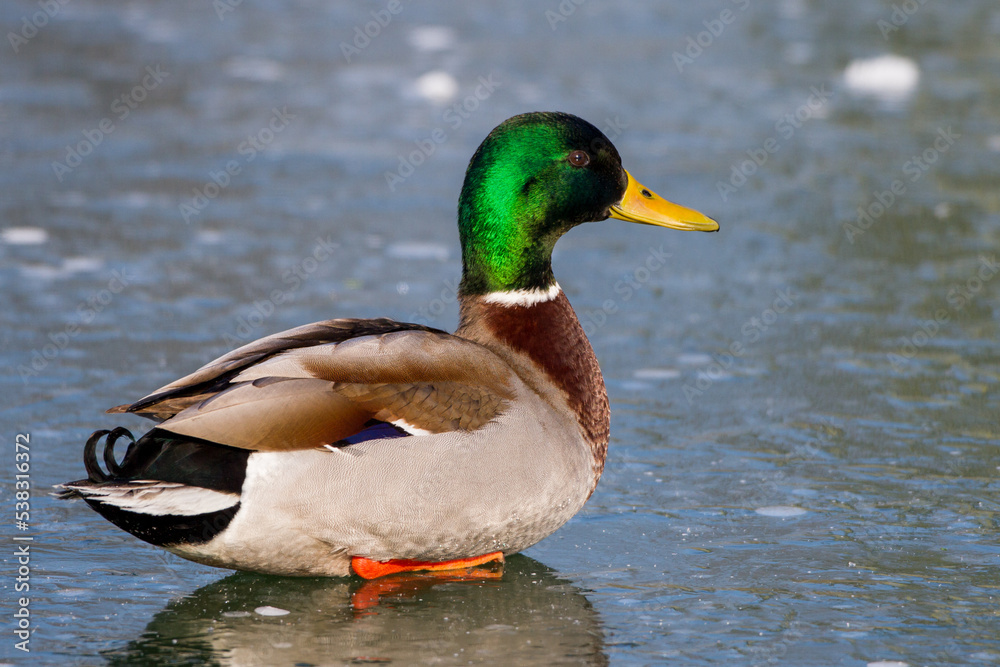 Stockente (Anas platyrhynchos) Männchen Stockente (Anas platyrhynchos) Männchen
