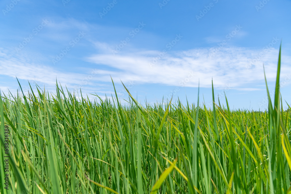 Fototapeta premium Green paddy rice field is farmer harvest with blue sun sky background.