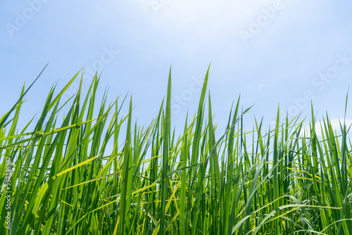 Green paddy rice field is farmer harvest with blue sun sky background.