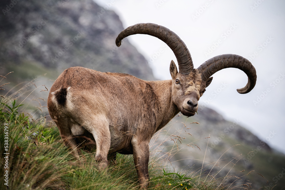 Scenic view of mountain goat on high rocky mountain peak in the Tatra Mountains