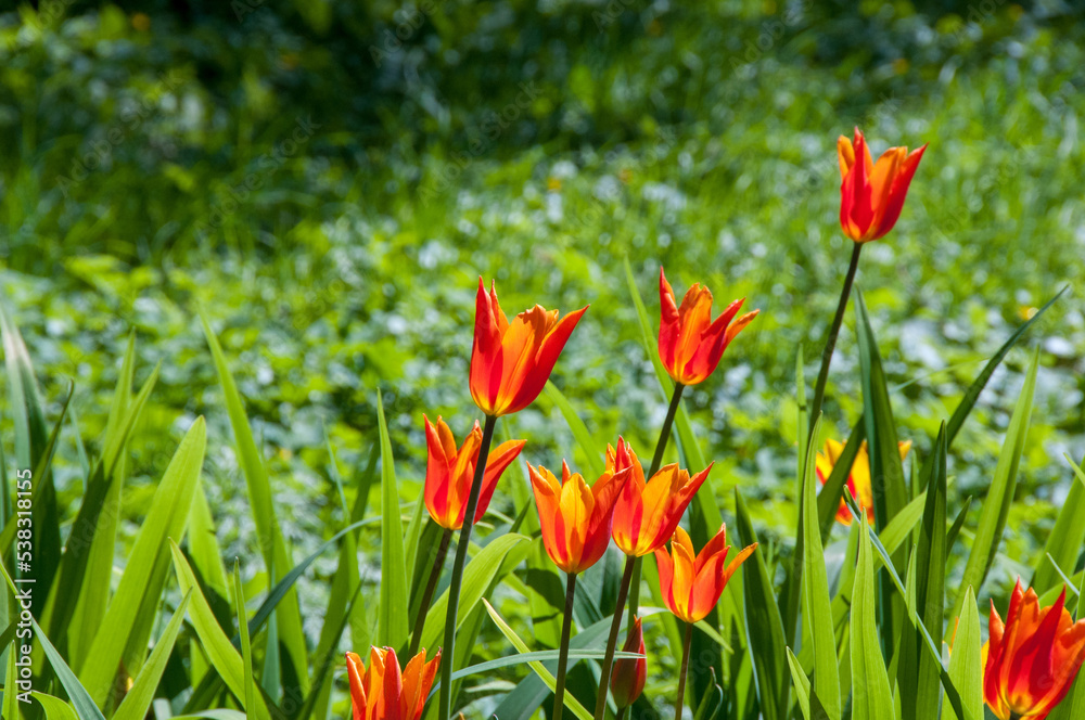 red and yellow tulips