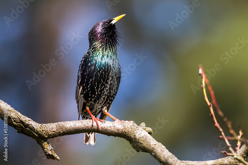 Star (Sturnus vulgaris) photo