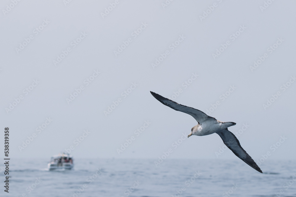 Bird flying above the sea with a boat in the background. Cory's Shearwater (Calonectris diomedea) are common on the canary islands.
Bird flying above the sea with a boat in the background. Cory's Shearwater (Calonectris diomedea) are common on the canary islands.