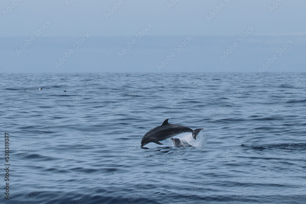 Fototapeta premium Dolphins jumping in the sea and playing. The bottlenose dolphins are a famous tourist attraction in the ocean at Tenerife. 
