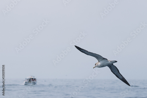 Bird flying above the sea with a boat in the background. Cory s Shearwater  Calonectris diomedea  are common on the canary islands. 