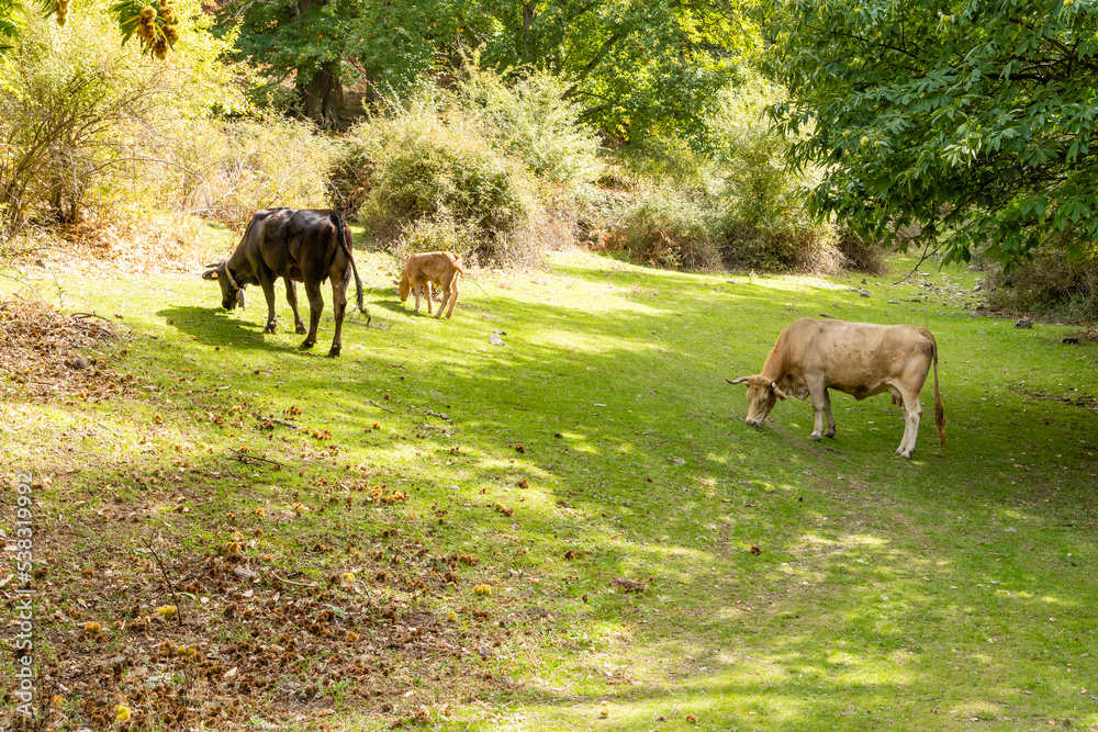 cows grazing in the chestnut grove of el tiemblo in avila, spain cows grazing in the chestnut grove of el tiemblo in avila, spain