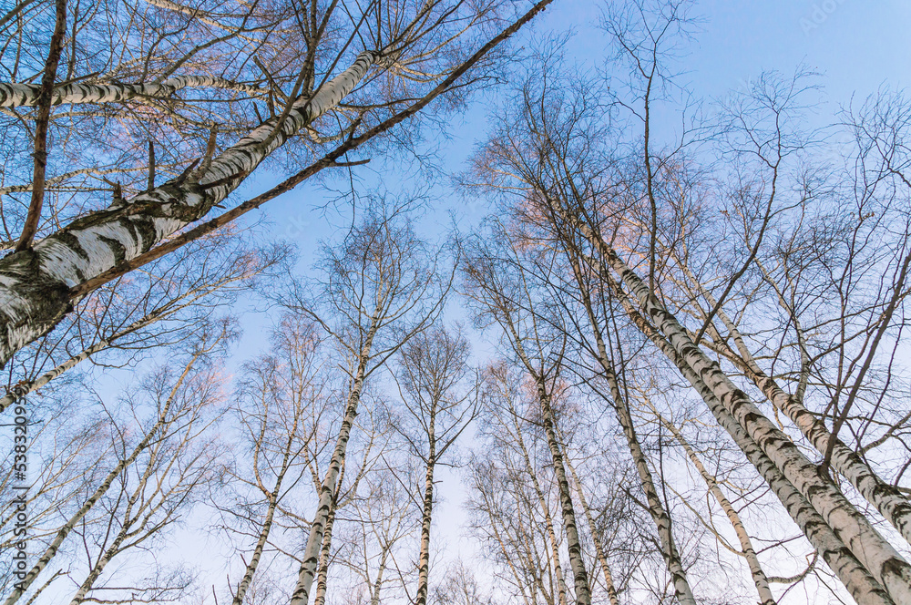 Birch grove in the forest in winter. Trees with fallen leaves in the cold period of time. View of the trees in the forest. The crowns of trees without leaves. Birch grove in the forest in winter. Trees with fallen leaves in the cold period of time. View of the trees in the forest. The crowns of trees without leaves.