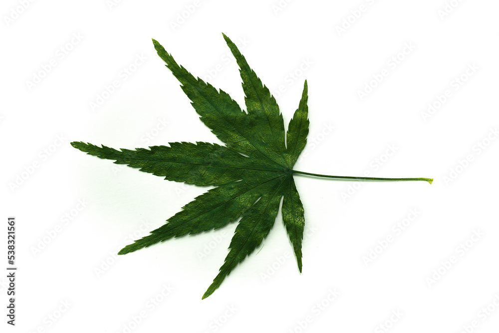 Cannabis leaves isolated on a spruce background. Leaves of narcotic plants for making marijuana. Hemp. marijuana Cannabis leaves isolated on a spruce background. Leaves of narcotic plants for making marijuana. Hemp. marijuana