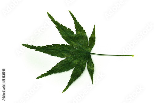 Cannabis leaves isolated on a spruce background. Leaves of narcotic plants for making marijuana. Hemp. marijuana