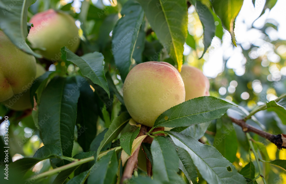 Ripe peaches on the branches of a tree.