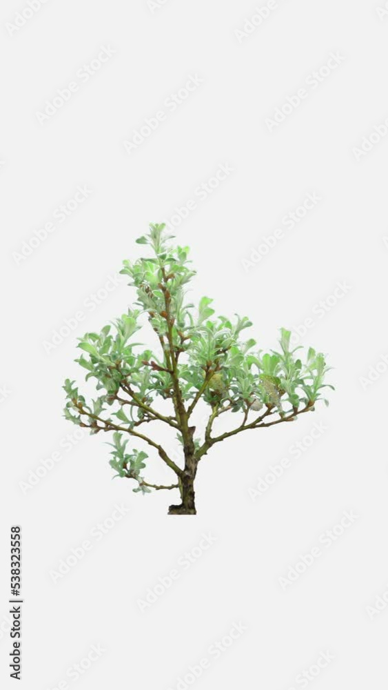 Time lapse of growing bonsai Helvetica tree isolated on white background, vertical orientation Time lapse of growing bonsai Helvetica tree isolated on white background, vertical orientation