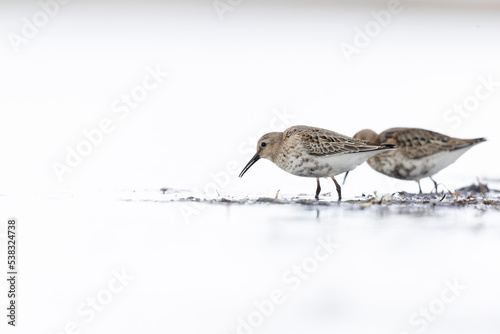 Dunlin (Calidris alpina) foraging during fall migration on the beach. photo
