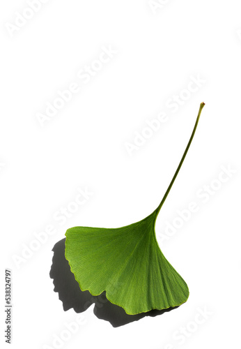 Fresh ginko leaf isolated on white background. Gingko Biloba with long shadow, closeup.