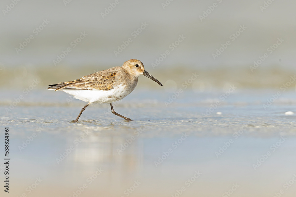 Dunlin (Calidris alpina) foraging during fall migration on the beach. Dunlin (Calidris alpina) foraging during fall migration on the beach.
