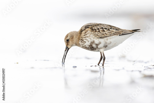 Dunlin (Calidris alpina) foraging during fall migration on the beach. photo