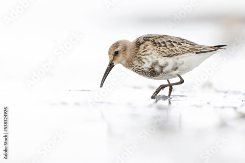 Wall Mural Dunlin (Calidris alpina) foraging during fall migration on the beach