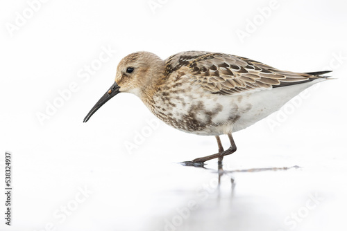 Dunlin (Calidris alpina) foraging during fall migration on the beach.