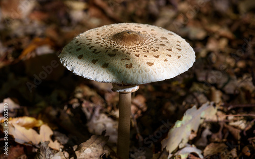 Close-up view of a magnificent Macrolepiota procera, commonly known as the parasol mushroom, growing in an undergrowth.