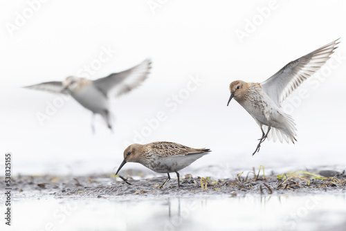 Dunlin (Calidris alpina) foraging during fall migration on the beach.