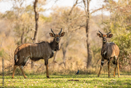 two young male lowland nyala ( Tragelaphus angasii) staring in the camera, Sabi Sands Game Reserve, South Africa.