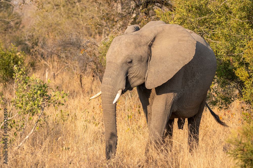 Young elephant (Loxodonta africana) feeding, Sabi Sands Game Reserve, South Africa.